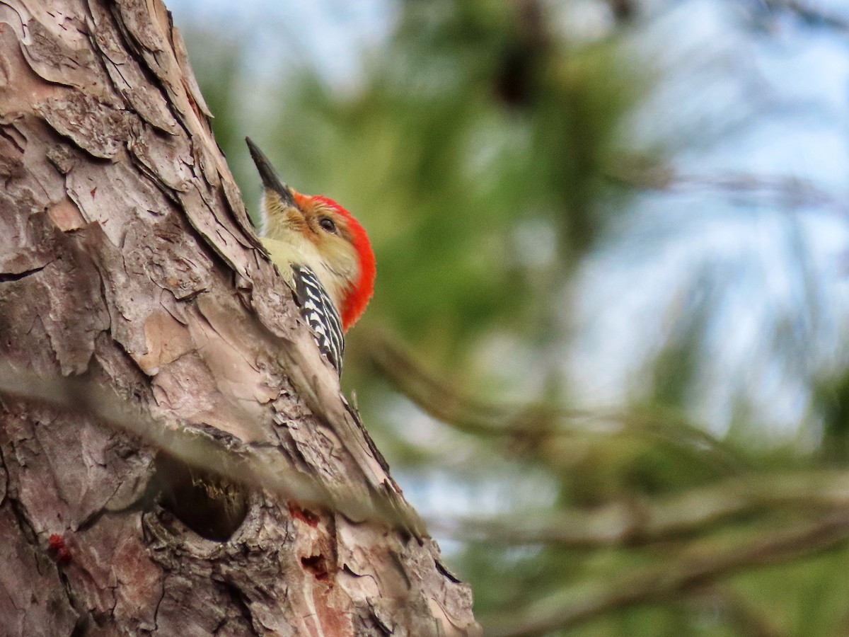 datel karolínský - ML647704080