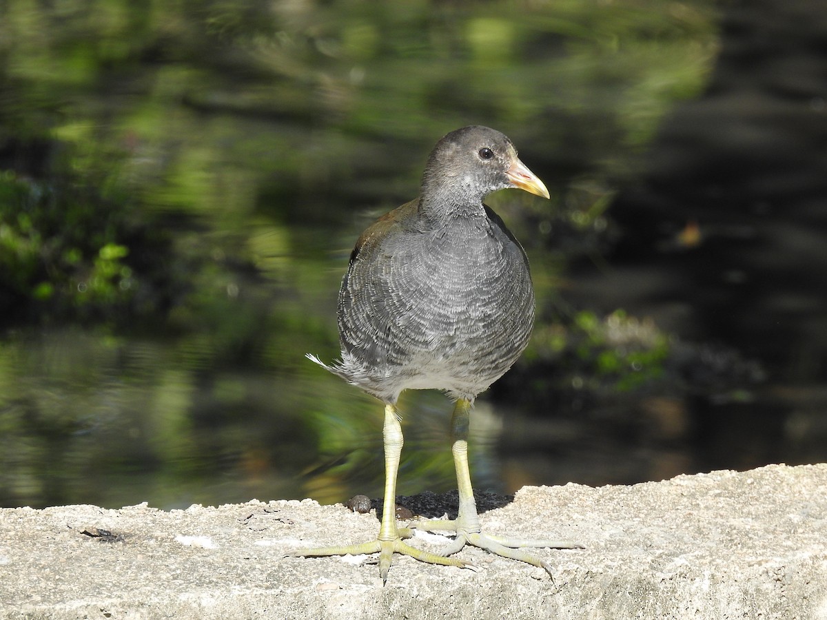 Курочка латиноамериканська - ML647704082