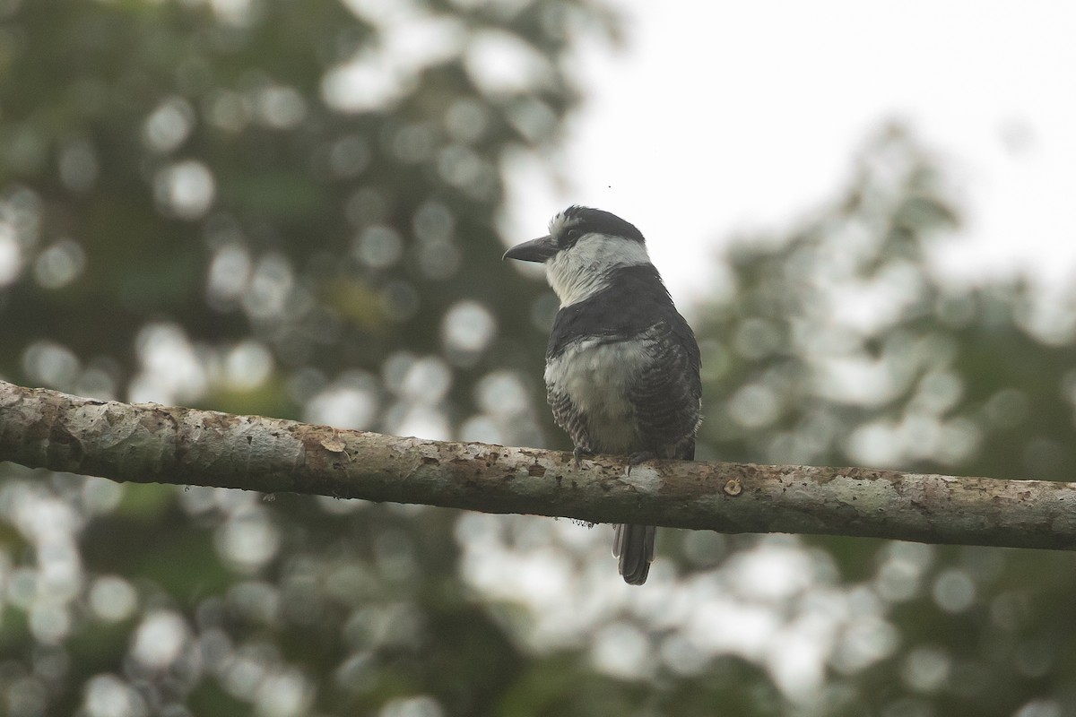 lenivka bělokrká - ML647704083