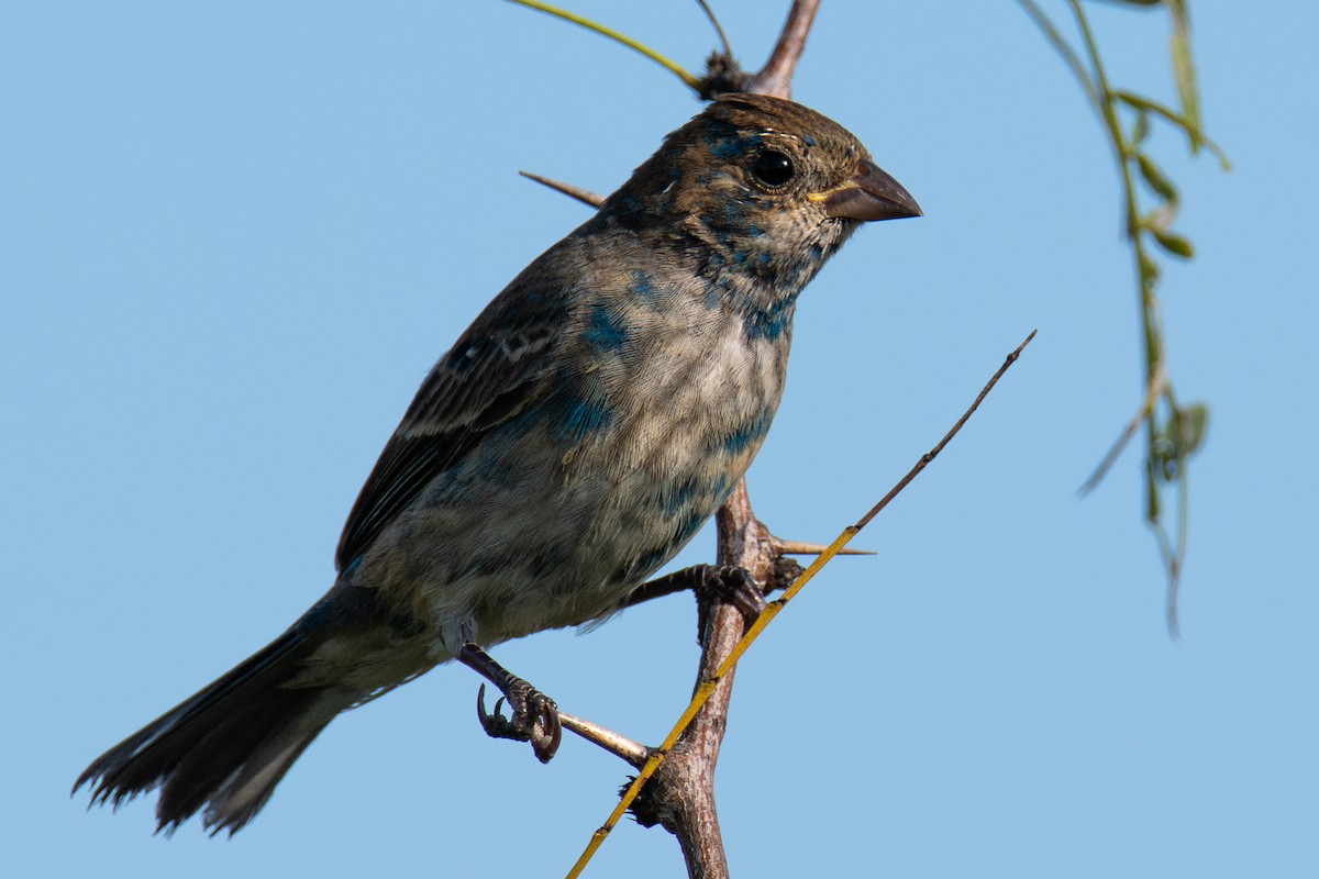 papežík indigový - ML647704085