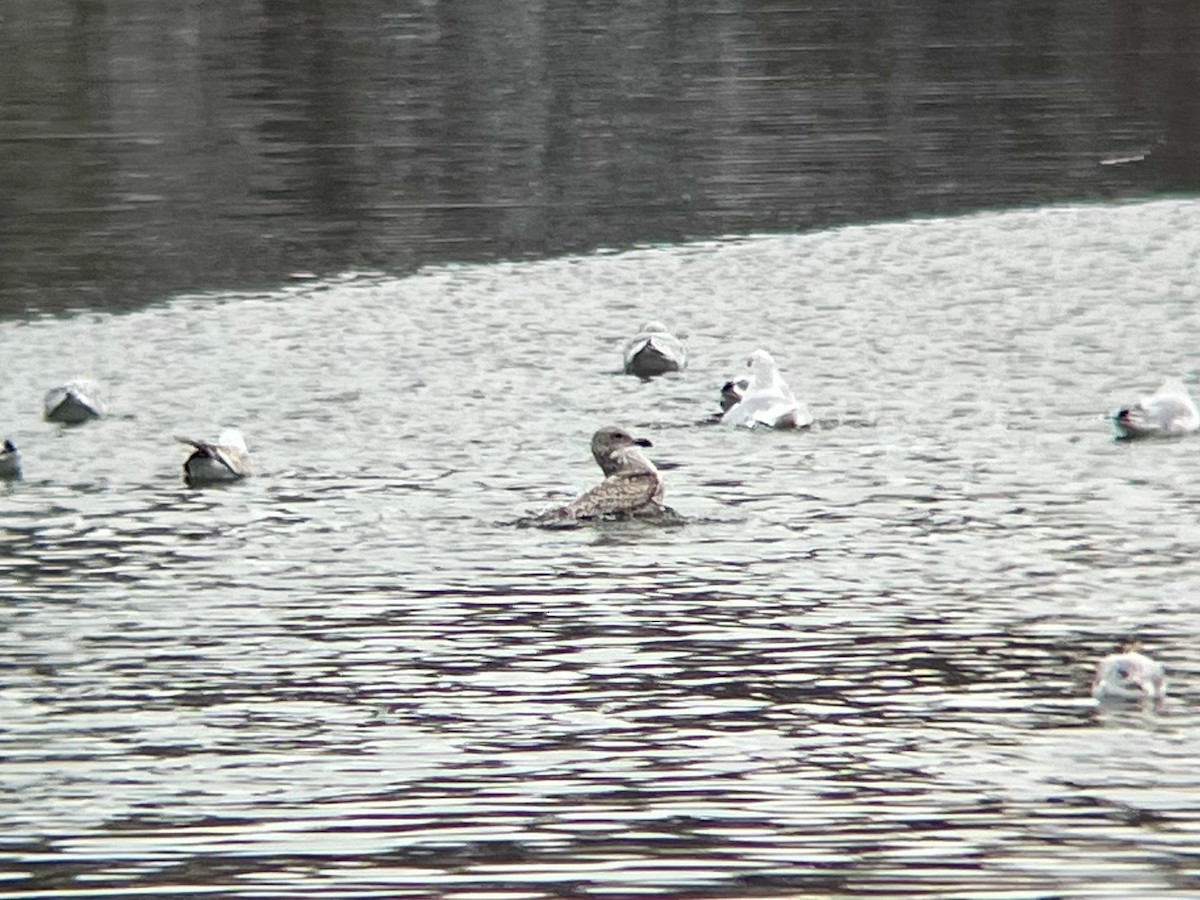 racek americký - ML647704087