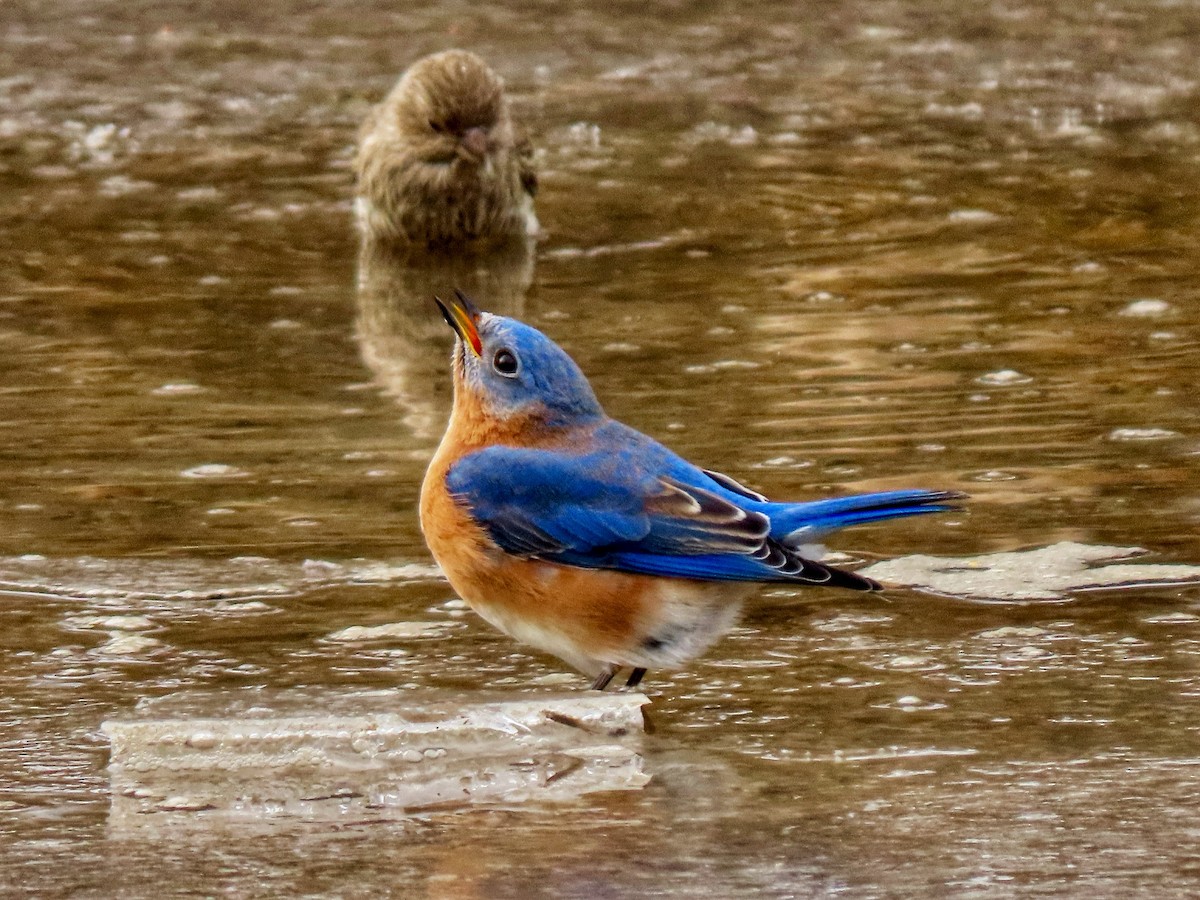 salašník modrý - ML647704093