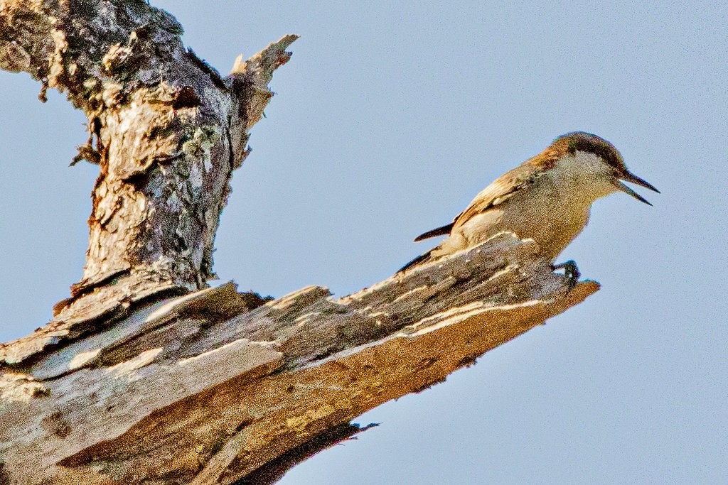 brhlík hnědohlavý - ML647704095