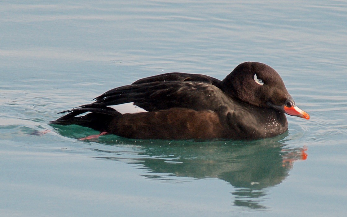 turpan kanadský - ML647704096