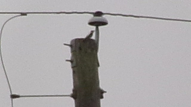 Дятел пухнастий - ML647704118