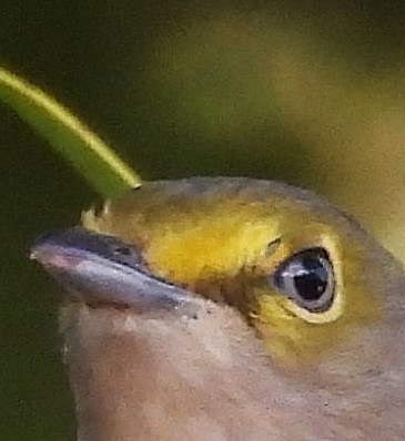 Weißaugenvireo - ML647704132