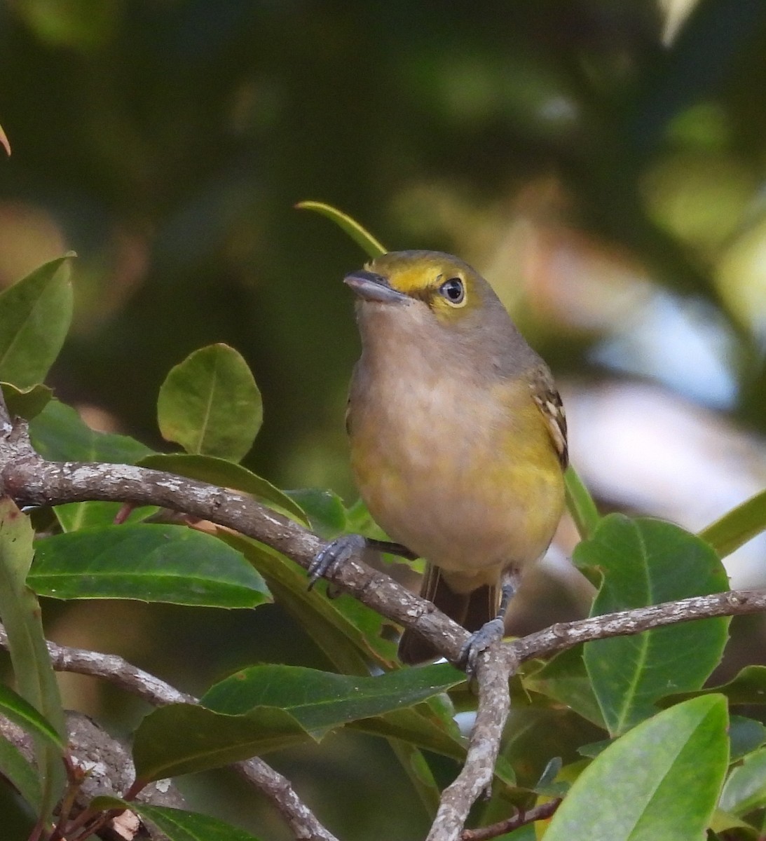 Weißaugenvireo - ML647704133