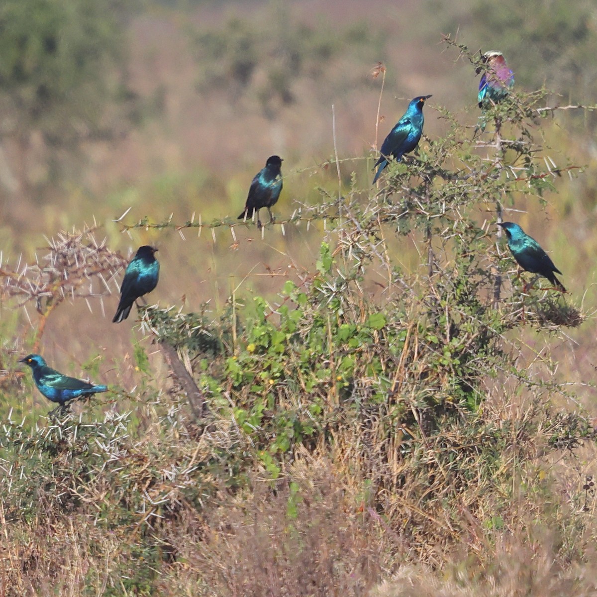 Greater Blue-eared Starling - ML647704148