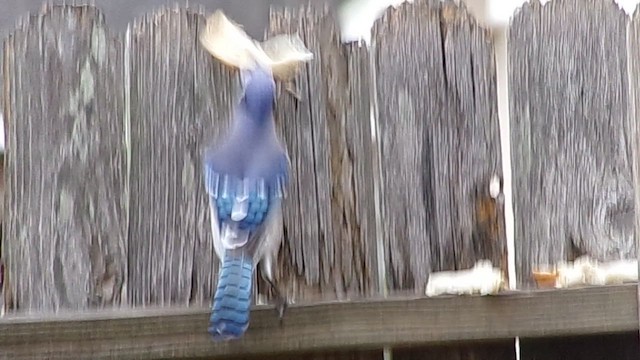 Сизойка блакитна - ML647704149