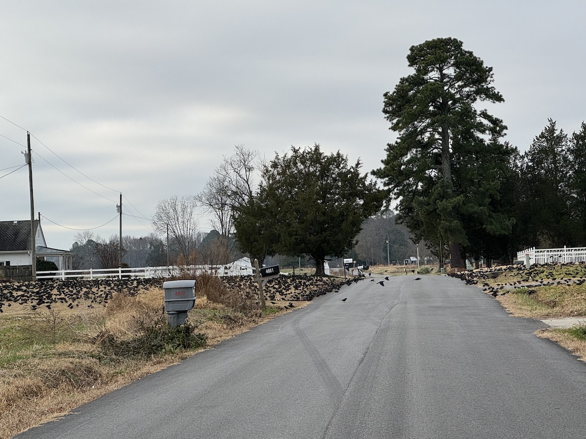 Common Grackle - ML647704151