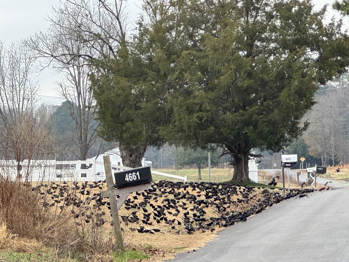 Common Grackle - ML647704159