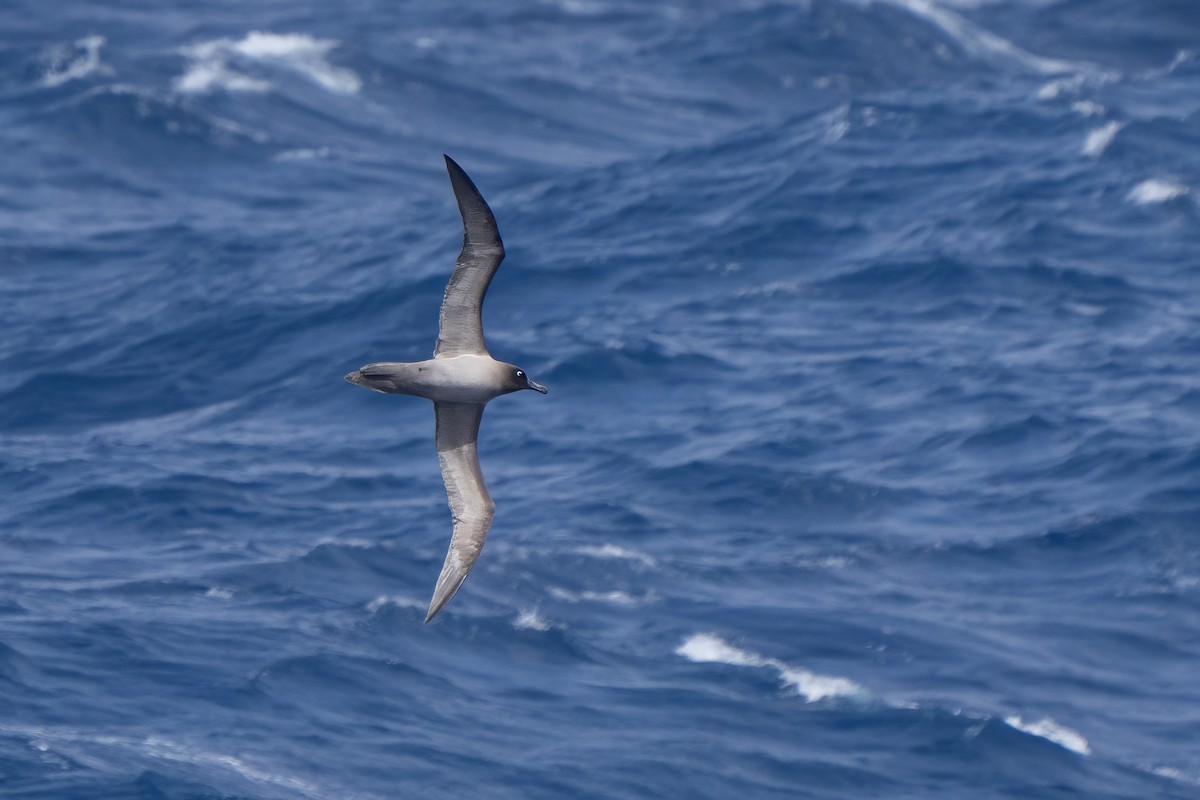 Light-mantled Albatross - ML647704169