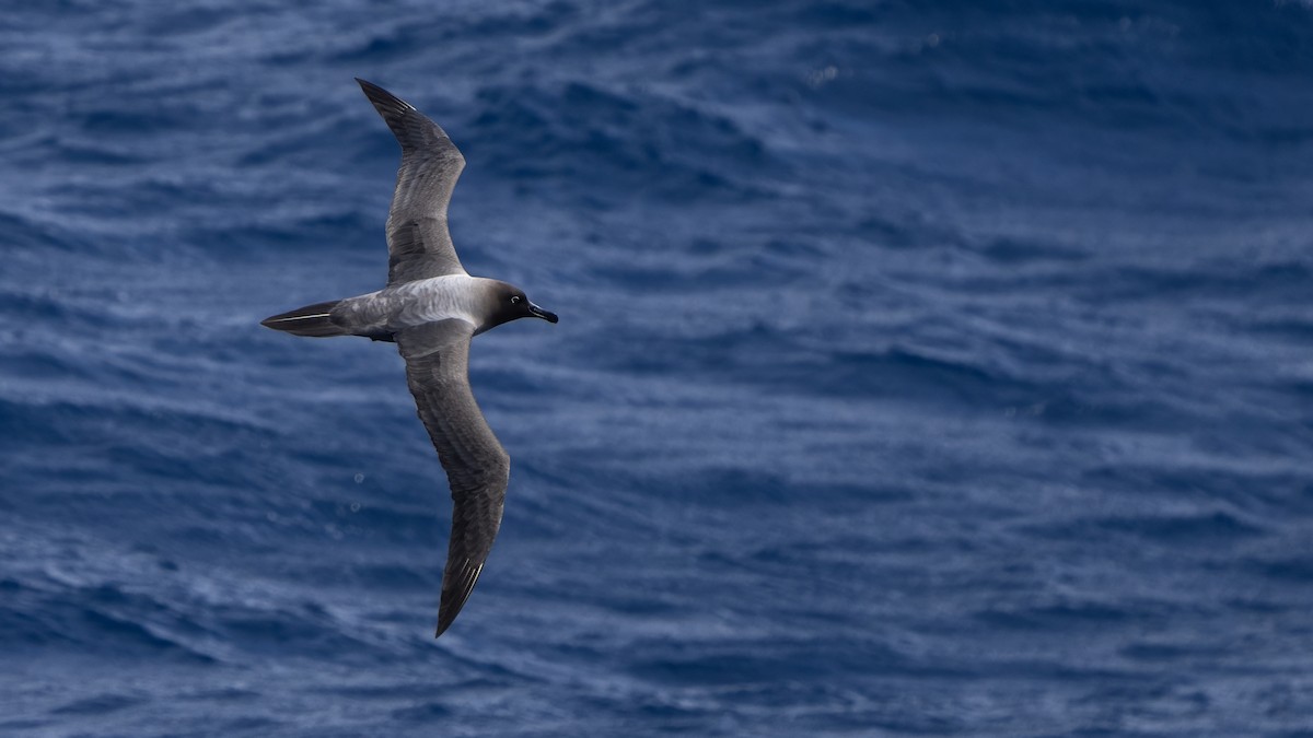 Light-mantled Albatross - ML647704170