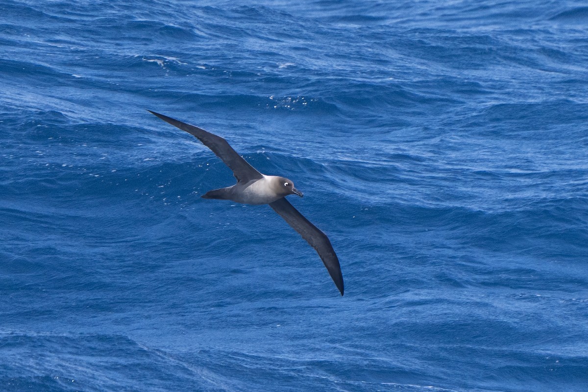 Light-mantled Albatross - ML647704172