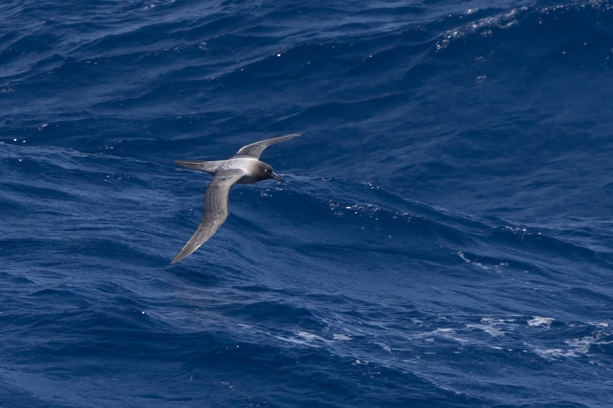Light-mantled Albatross - ML647704173