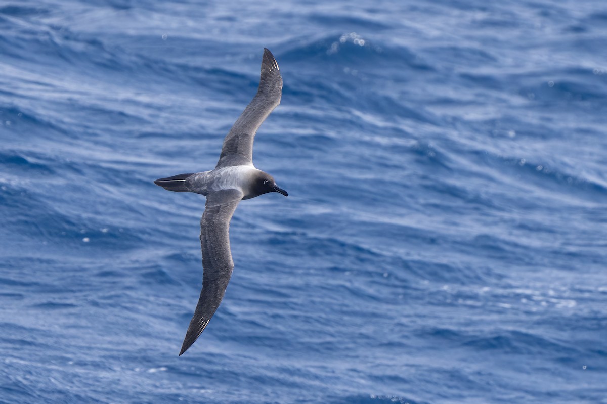 Light-mantled Albatross - ML647704174