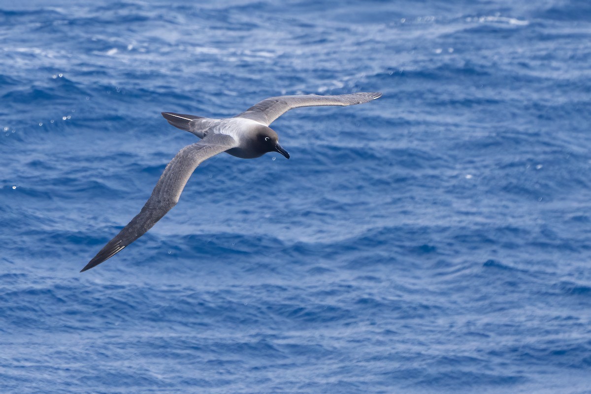 Light-mantled Albatross - ML647704175