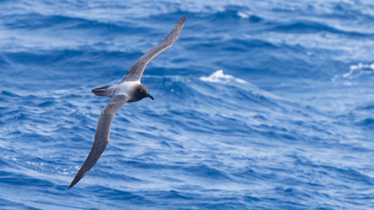 Light-mantled Albatross - ML647704180
