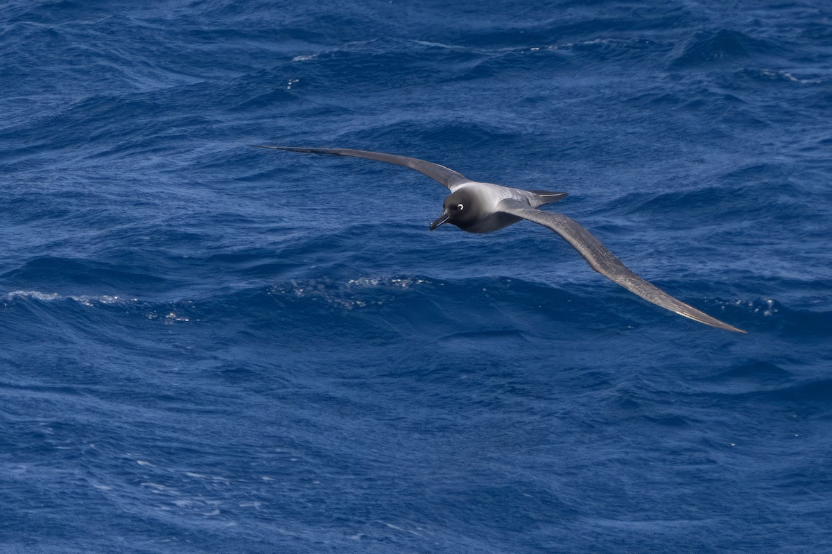 Light-mantled Albatross - ML647704181