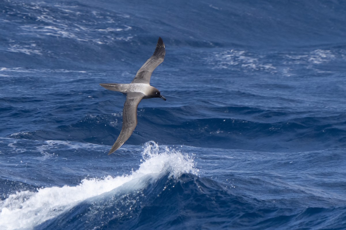 Light-mantled Albatross - ML647704182