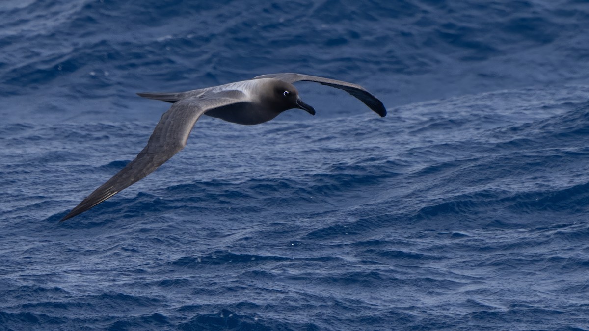 Light-mantled Albatross - ML647704183