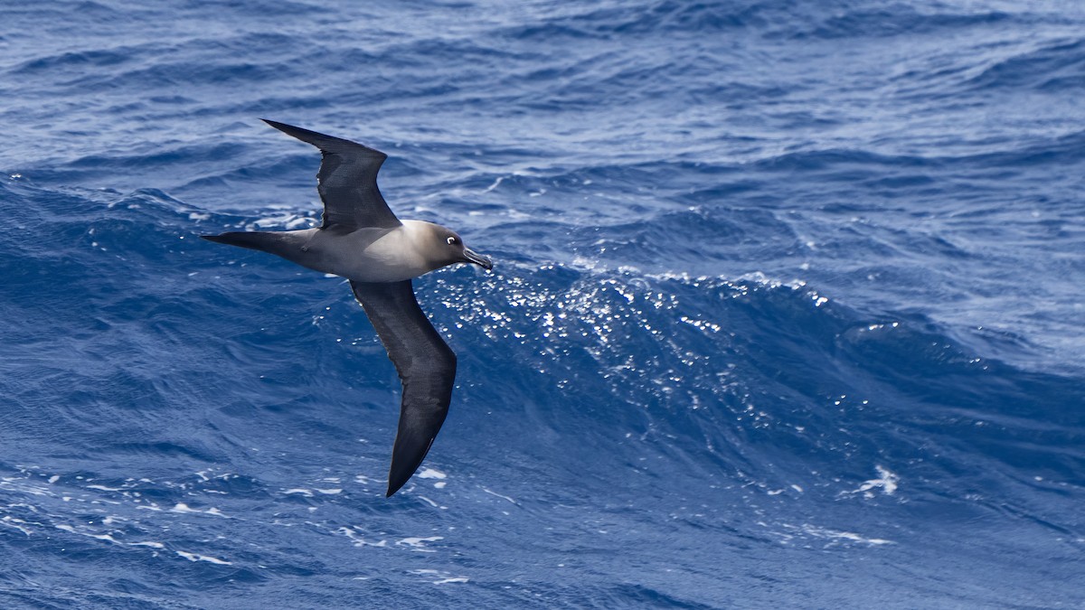 Light-mantled Albatross - ML647704185