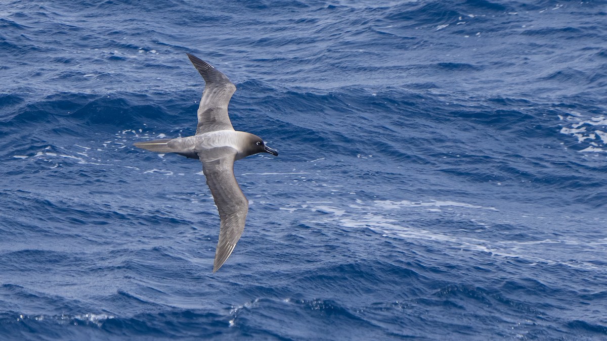 Light-mantled Albatross - ML647704190