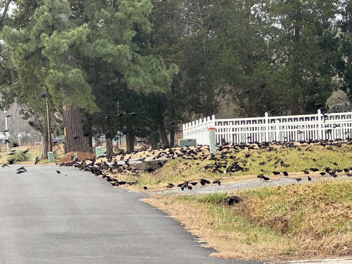 Common Grackle - ML647704244