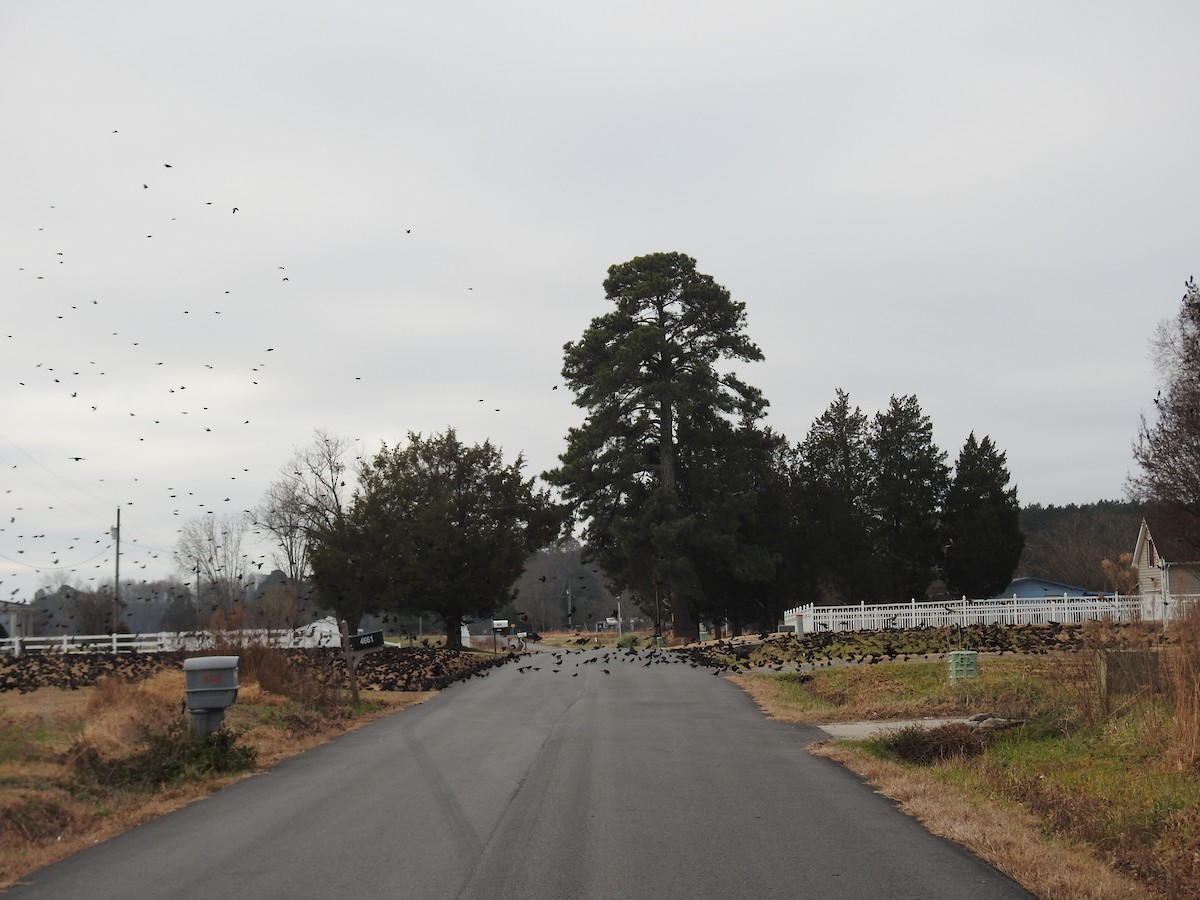 Common Grackle - ML647704246