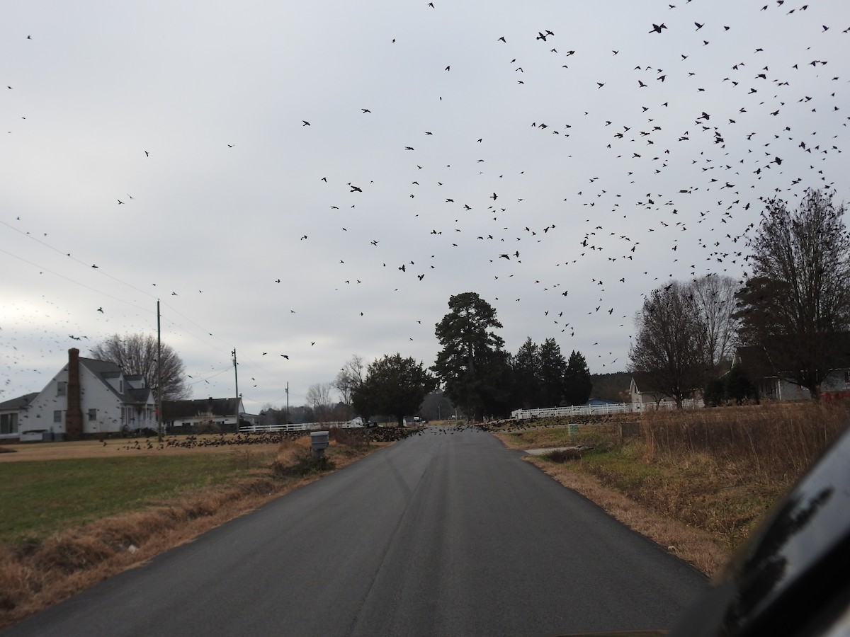 Common Grackle - ML647704247