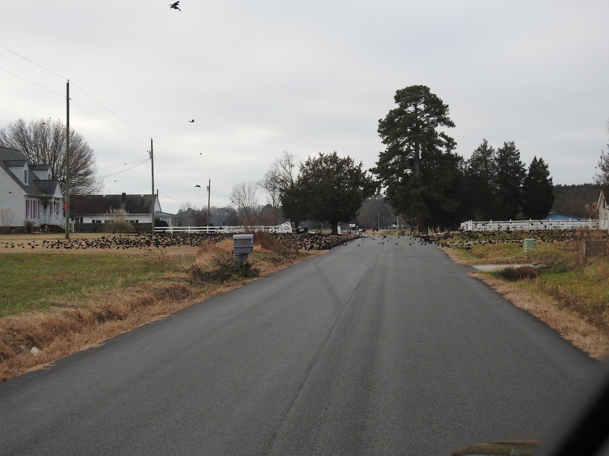 Common Grackle - ML647704249