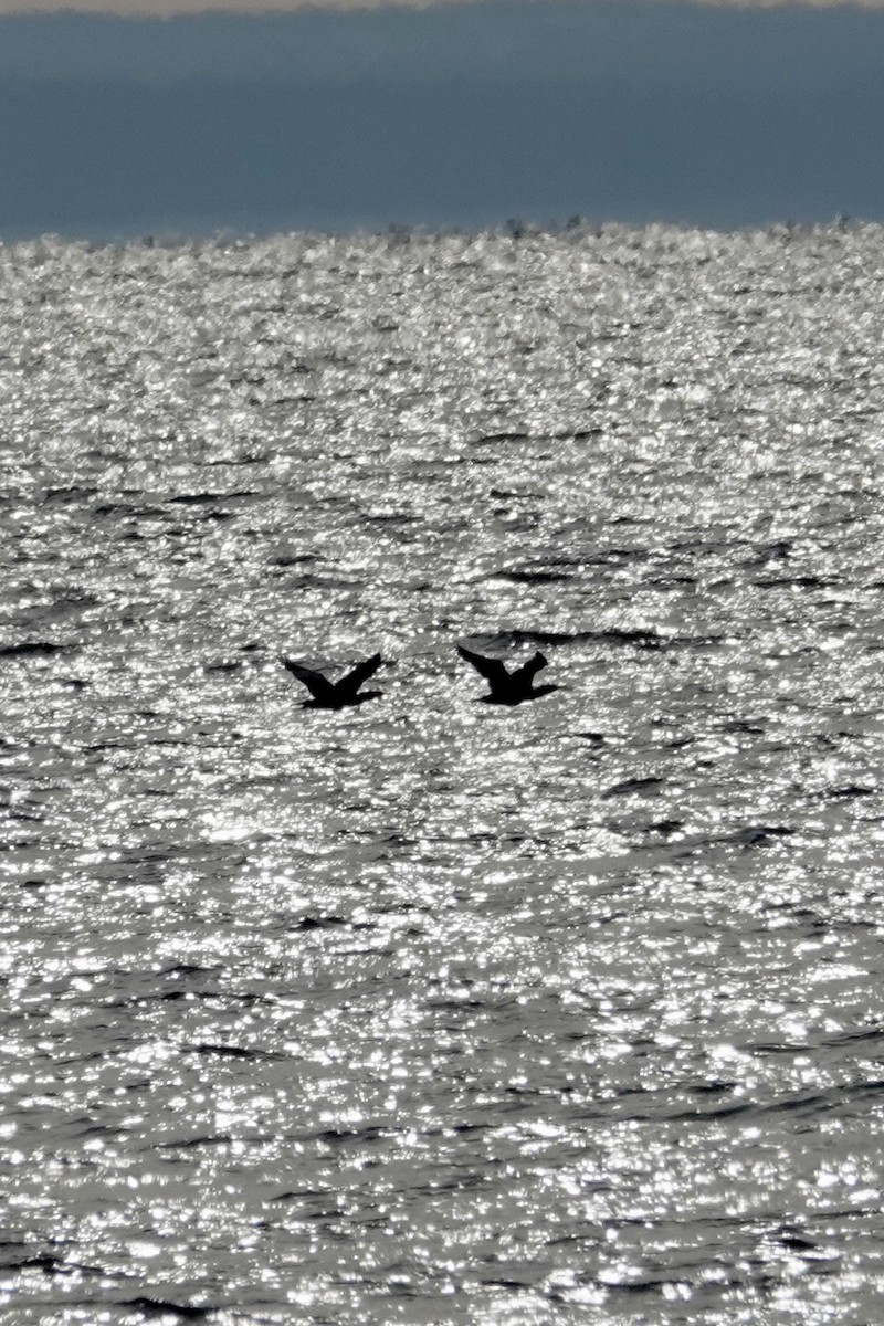 kormorán velký - ML647704268