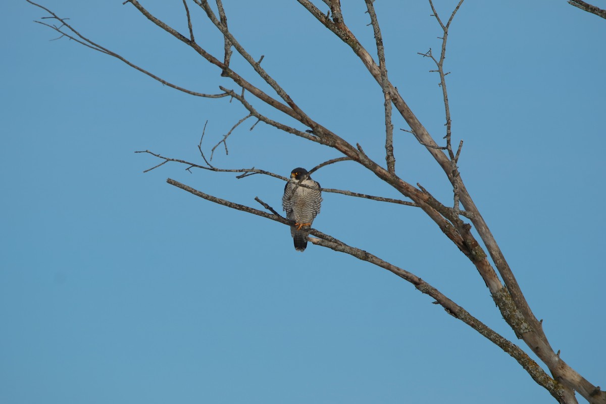Peregrine Falcon - ML647704304