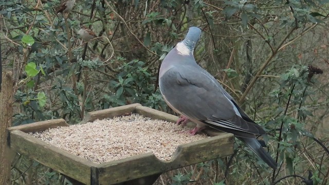 Припутень - ML647704338