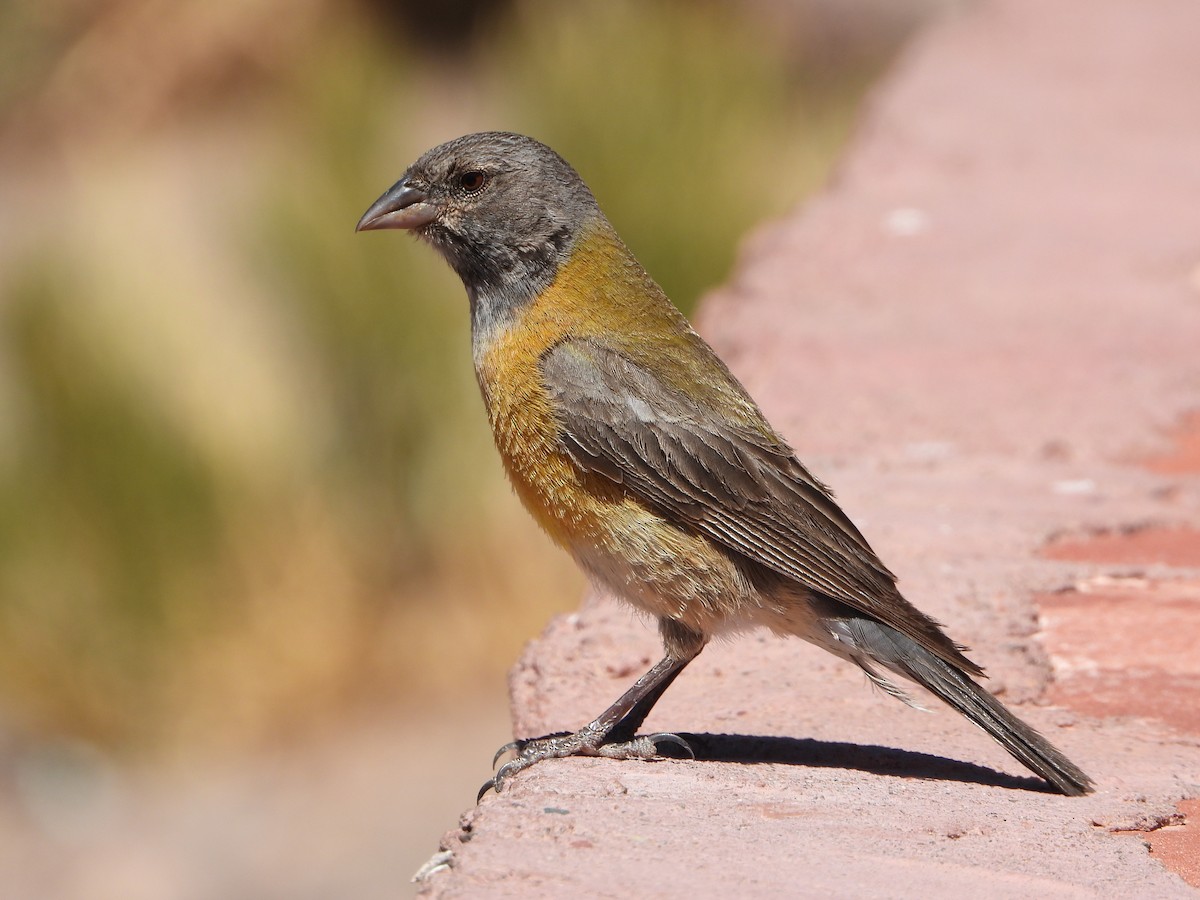Gray-hooded Sierra Finch - ML647704339