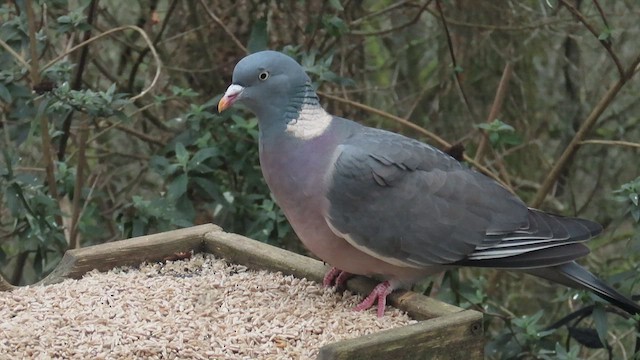 Припутень - ML647704345