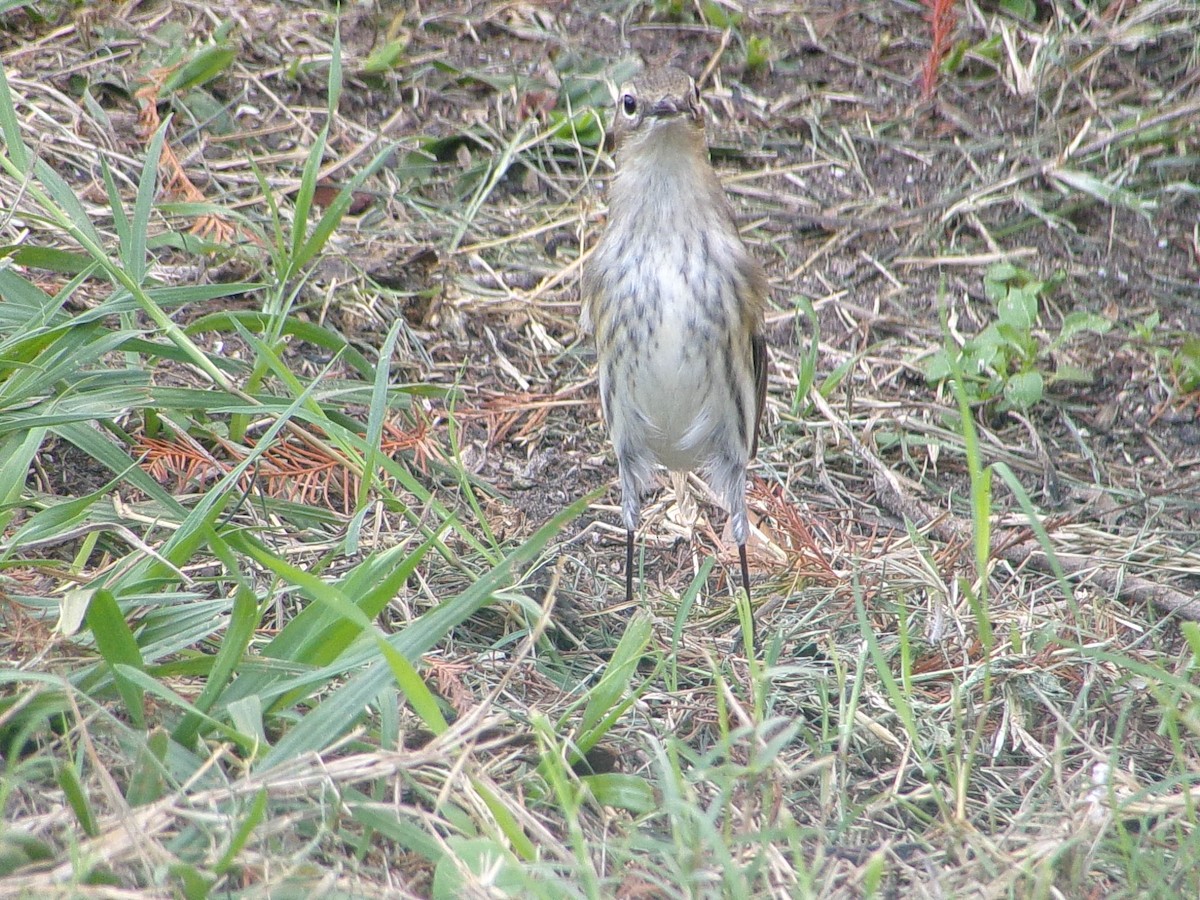 Kronenwaldsänger (coronata) - ML647704352