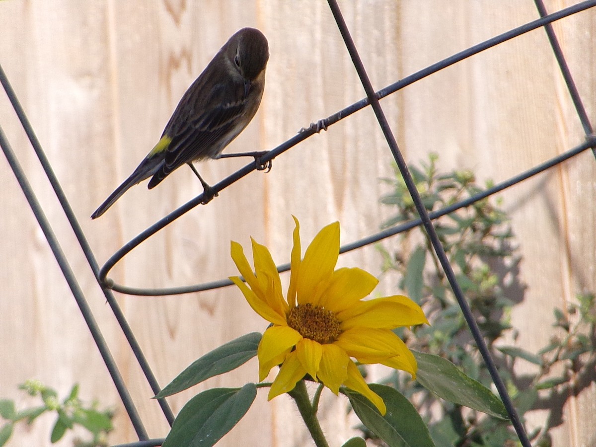 Kronenwaldsänger (coronata) - ML647704353