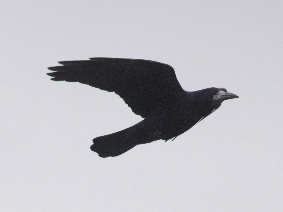 Saatkrähe - ML647704354