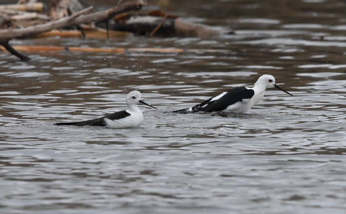 Stelzenläufer - ML647704356