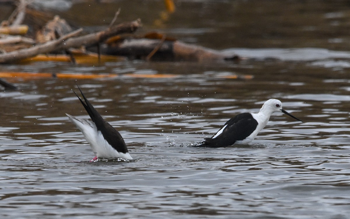 Stelzenläufer - ML647704357