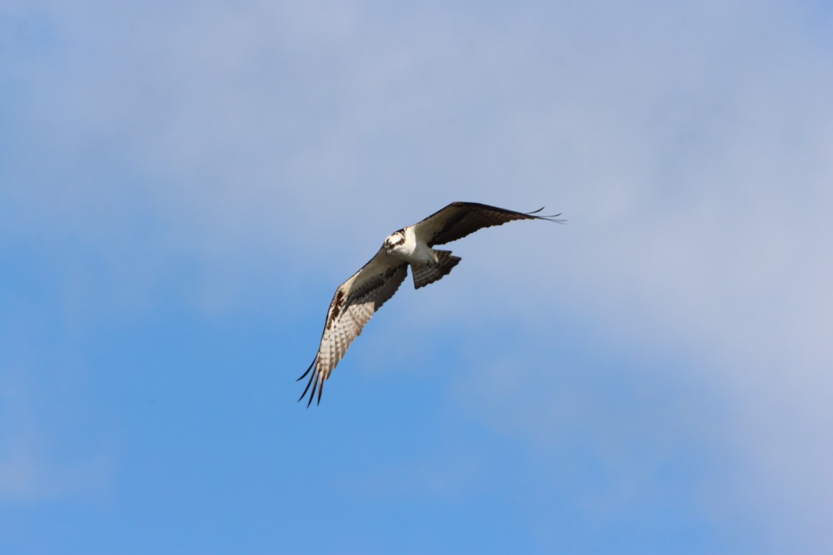 Fischadler - ML647704360