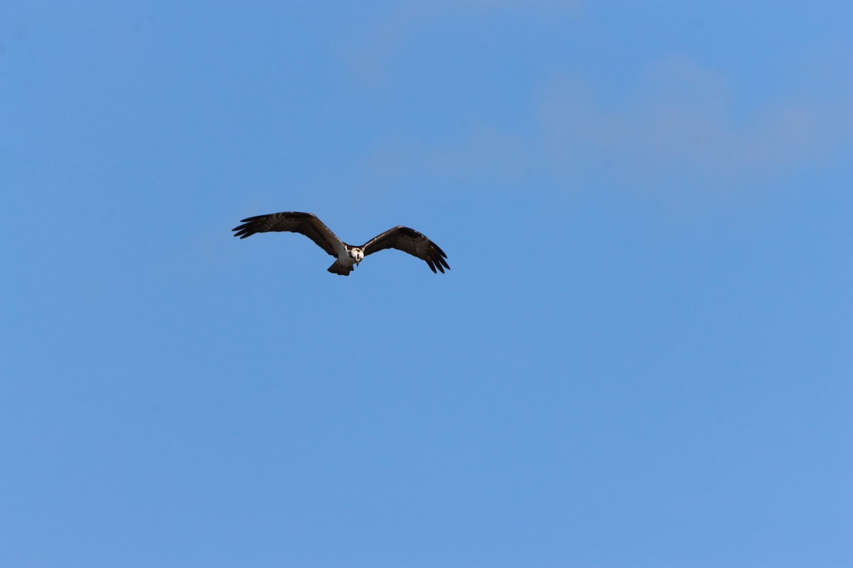 Fischadler - ML647704361