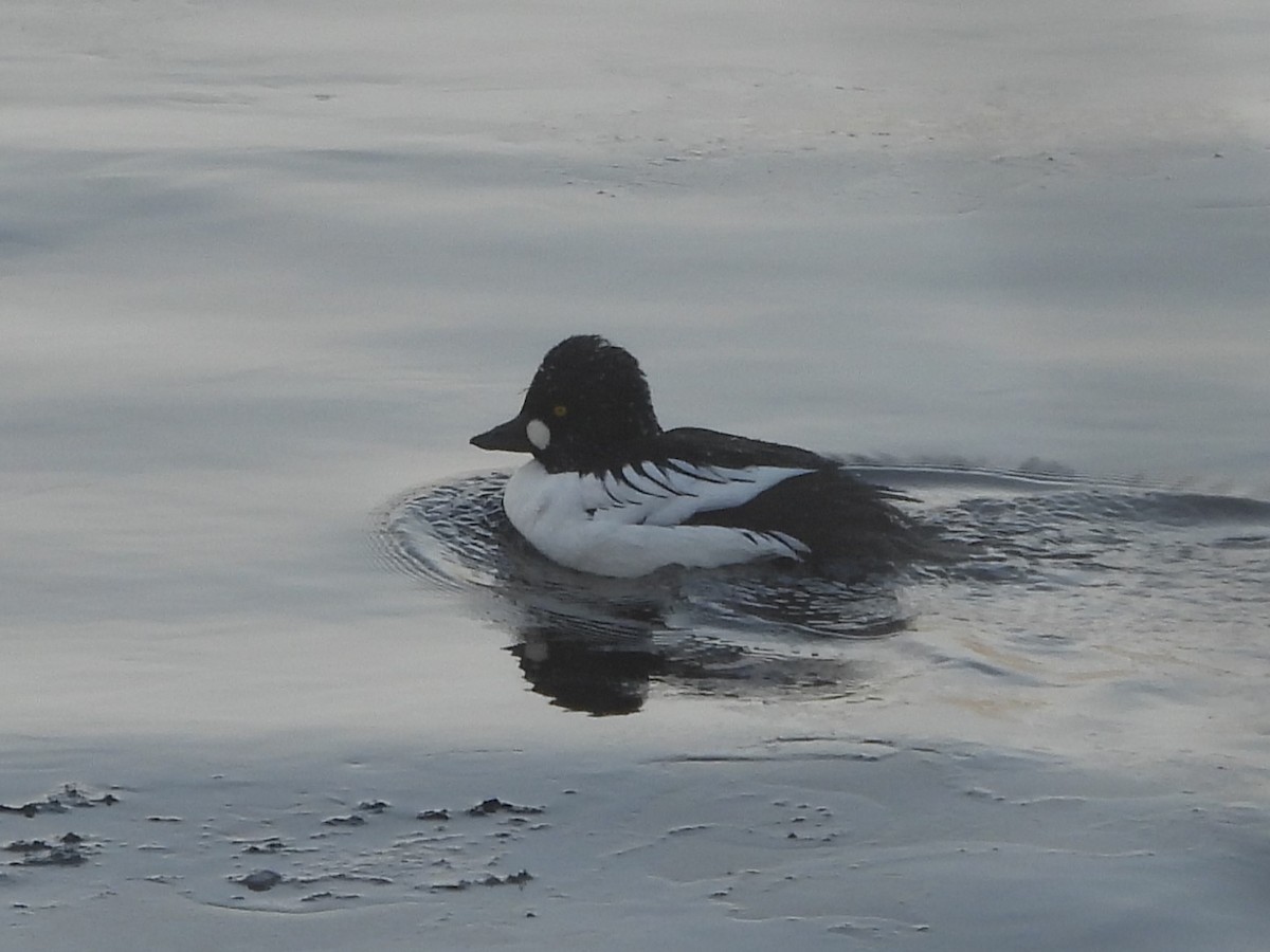 Schellente - ML647704363