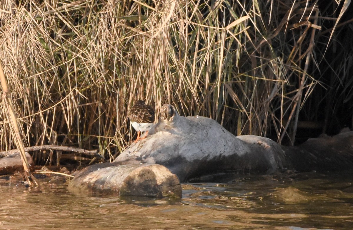 Steinwälzer - ML647704366