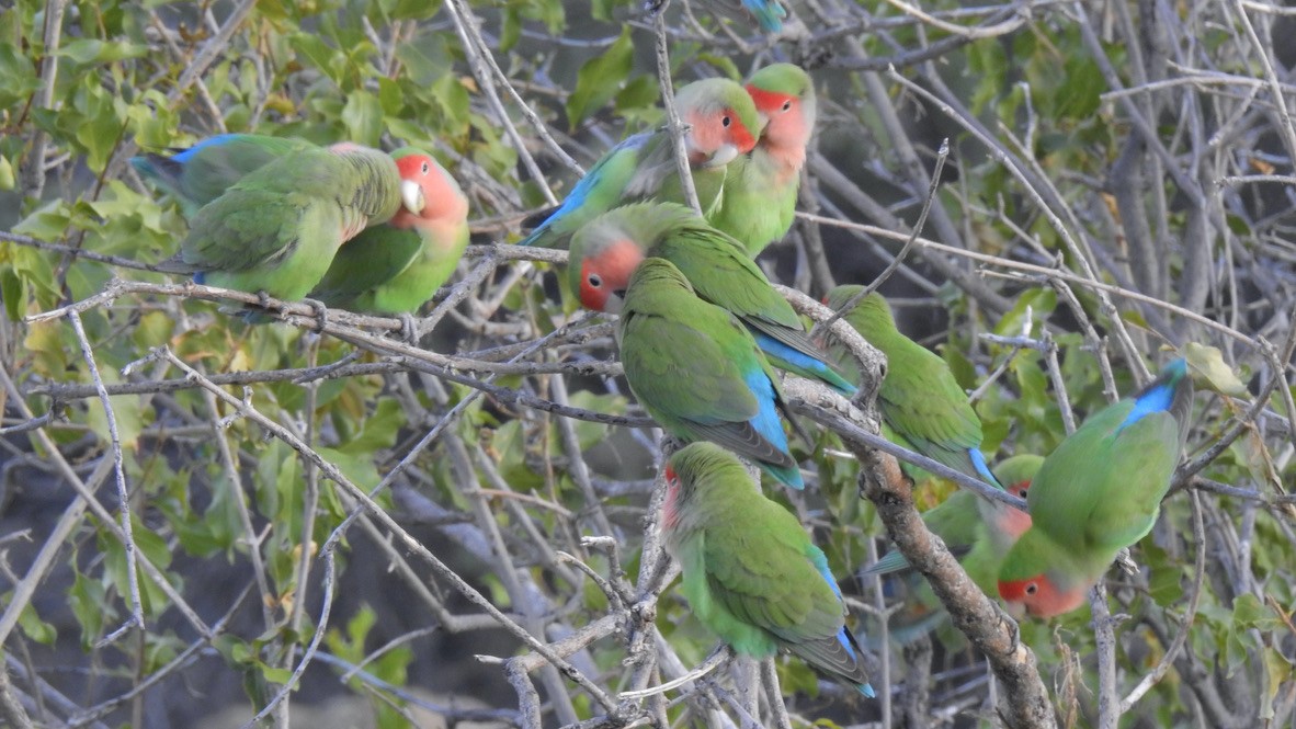 Rosenköpfchen - ML647704368