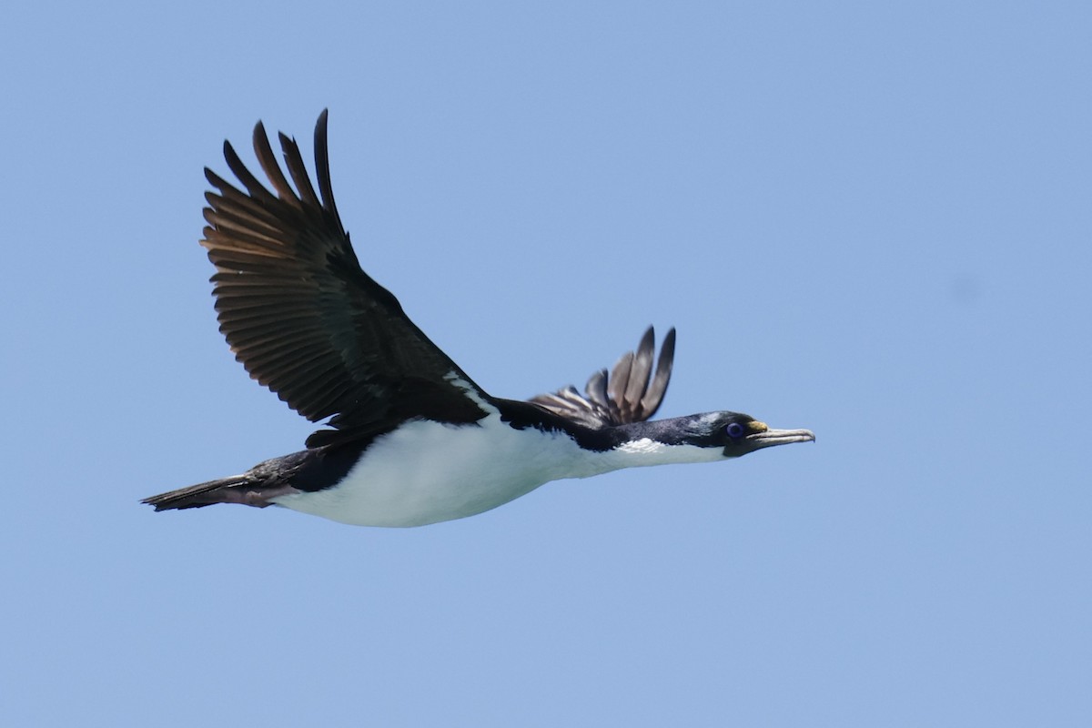 Kaiserscharbe - ML647704370