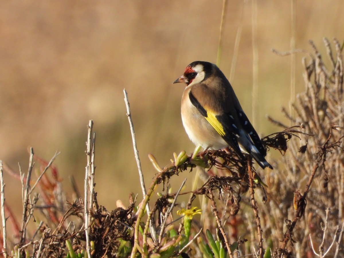 Stieglitz - ML647704371