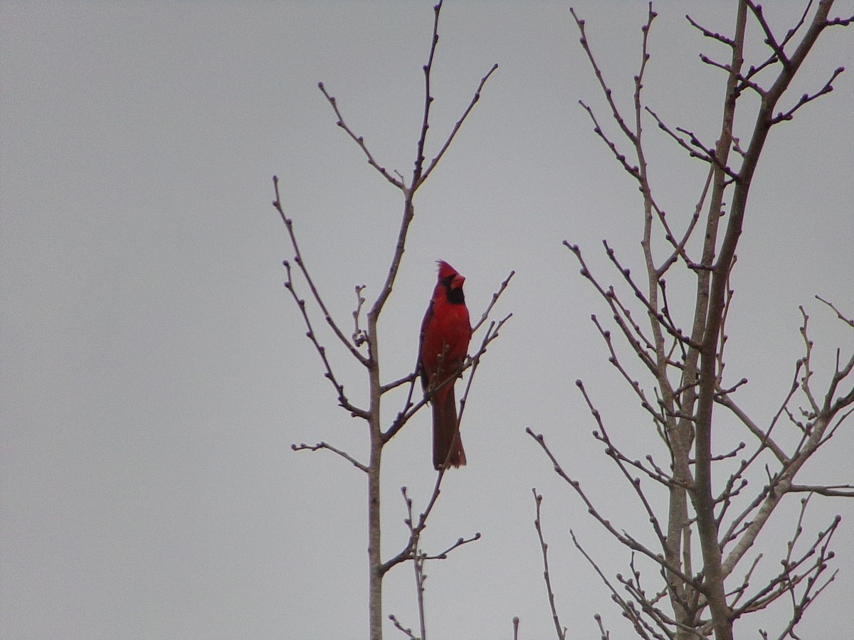 Rotkardinal - ML647704373