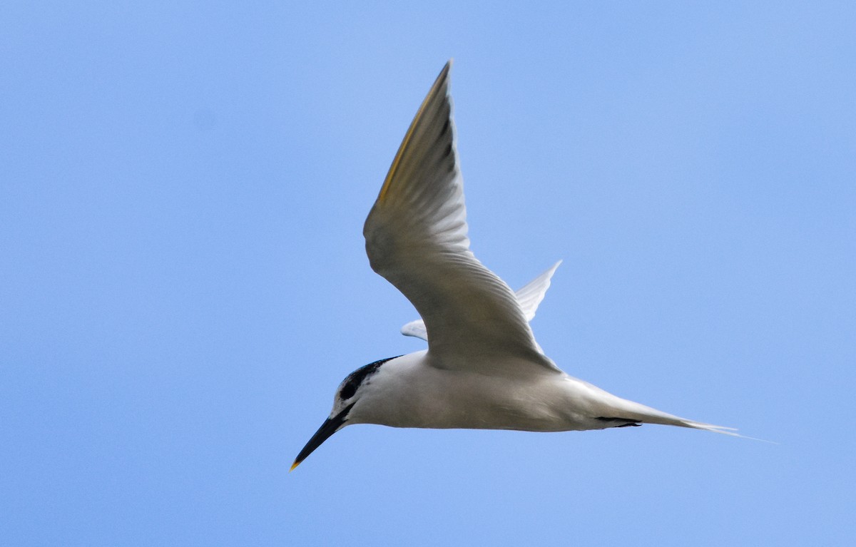 Brandseeschwalbe - ML647704380